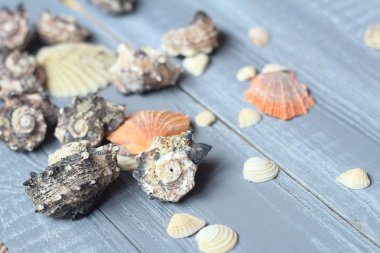 açık ahşap renkli deniz kabukları arka plan görüntüsü