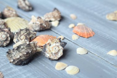 açık ahşap renkli deniz kabukları arka plan görüntüsü