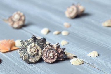 açık ahşap renkli deniz kabukları arka plan görüntüsü