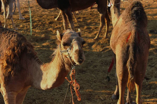 Camels Bedouin Village — Zdjęcie stockowe