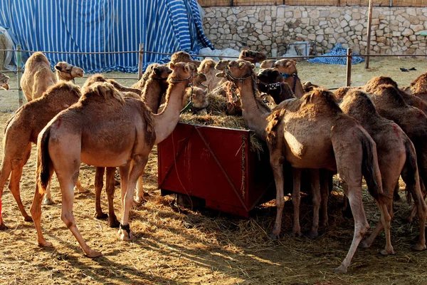 Morning Feeding Camels Bedouin Village Desert Israel — Stock fotografie