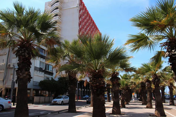 Tel Aviv-Jaffa, İsrail. 2 Şubat 2020. Sderot Nordau Bulvarı 'ndaki palmiye ağaçları ve HaYarkon Caddesi' ndeki Grand Beach Otel binası.