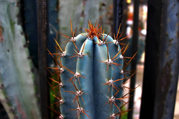 Trichocereus Macrogonus Echinopsis Masgodopa Est Cactus Colonnaire Couleur Vert Bleu — Photo