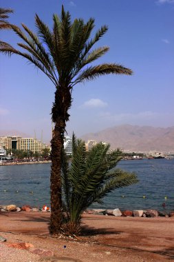 Palmiye ağacı ve sahil manzarası ve Eilat Bankası 'ndaki oteller..