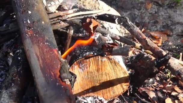 Lagerfeuer im Herbstwald kippt um — Stockvideo