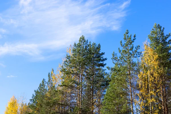 Jesień las i niebo — Zdjęcie stockowe