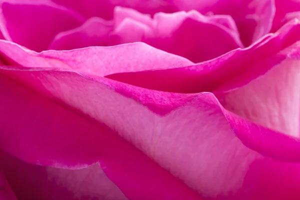 Pink rose petals macro background — Stock Photo, Image