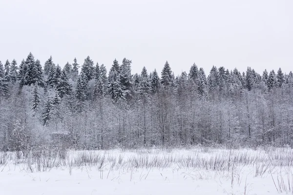 Besneeuwde fir bos — Stockfoto