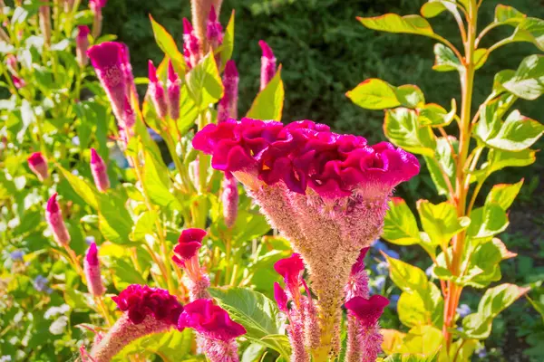 Kwiaty czerwone Tuleja poza — Zdjęcie stockowe