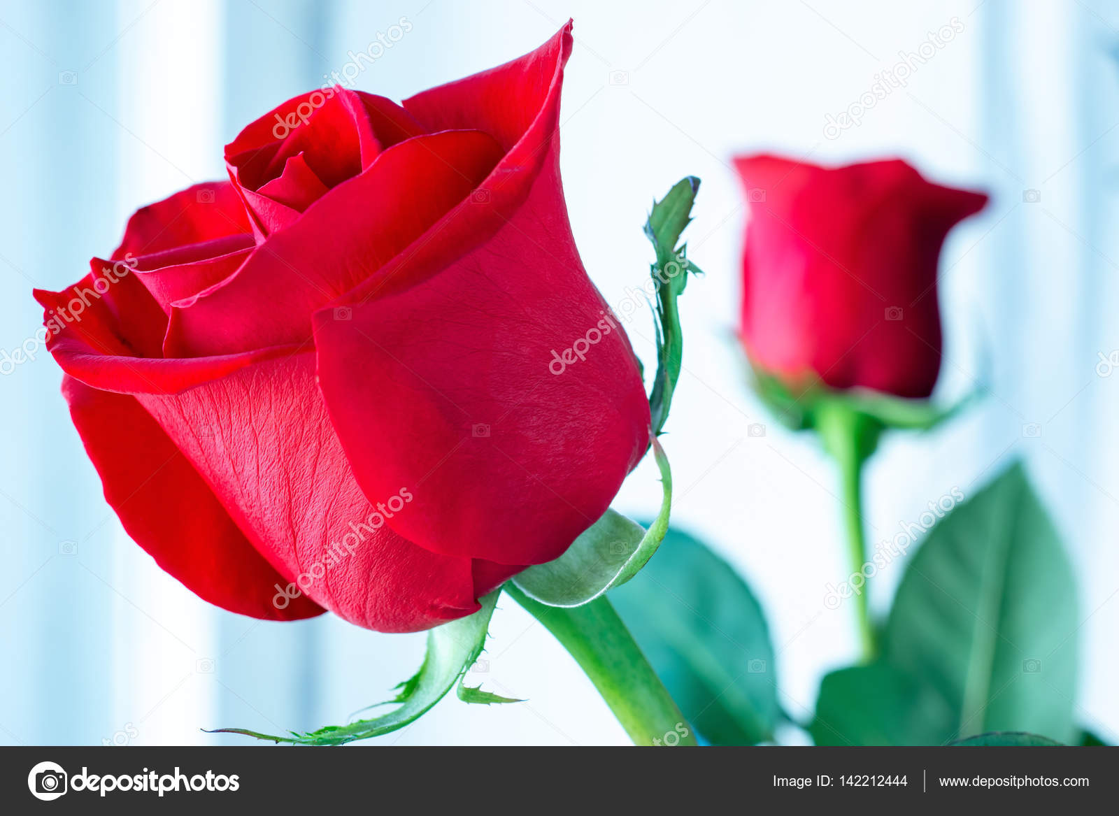 Lindas 18 Rosas Vermelhas no Vaso - Flor de Sampa | A sua Loja de Flores em  São Paulo