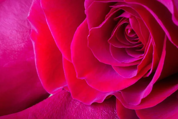 Vivid red rose, macro background — Stock Photo, Image