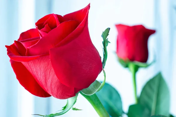 Beautiful and bright red roses — Stock Photo, Image