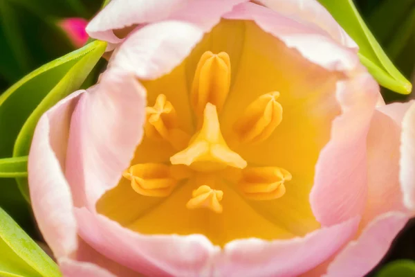 Stempel in einer Blume aus Tulpe, Makro — Stockfoto