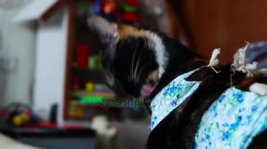Sonra işlemi yalama ataç kedi