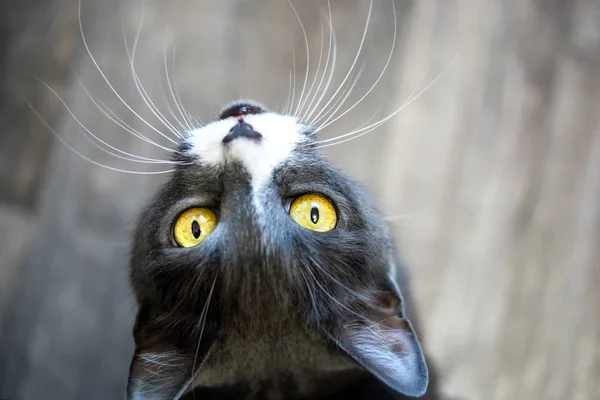 Gato curioso com olhos amarelos — Fotografia de Stock