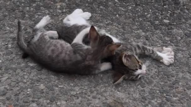 Dwa kociaki rozbrykany odgrywa — Wideo stockowe