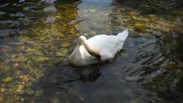 Cygne blanc efface ses plumes 