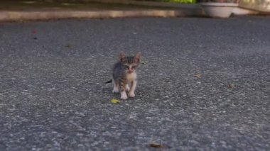 İki komik yavru kedi ve yaprak