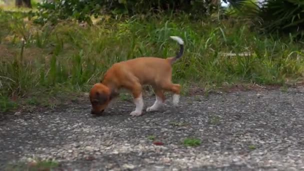 Pequeños cachorros divertidos — Vídeo de stock