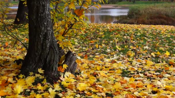 Žluté mapple listy v parku na podzim — Stock video