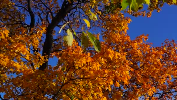 在阳光明媚的日子 在秋天的枫树之冠 — 图库视频影像
