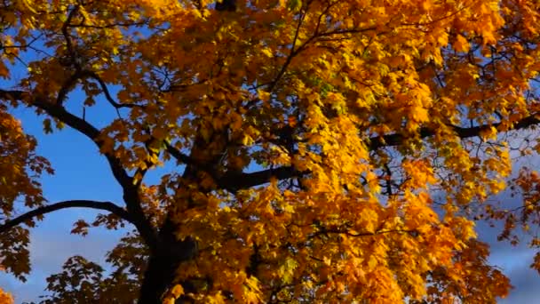 Crown of maple tree in autumn — Stock Video