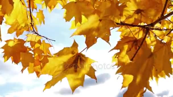 Sonbahar akçaağaç yaprakları ile güneş ışığı — Stok video