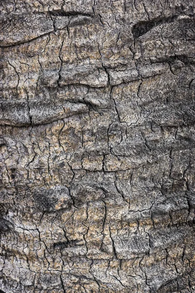 Palm tree bark texture — Stock Photo, Image