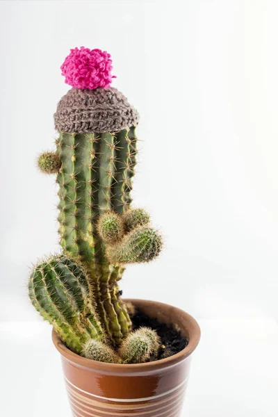 Cactus Mignon Drôle Bonnet Hiver — Photo