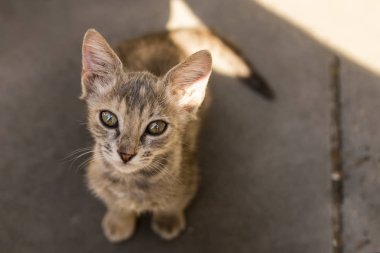 Sevimli küçük kedi yavrusu yukarı bakar