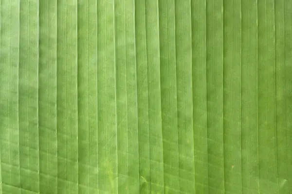 绿色棕榈树叶图案 — 图库照片