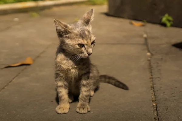 아스팔트에 무해한 고양이 — 스톡 사진