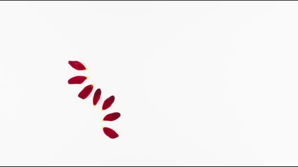 Figur Acht Aus Blütenblatt Stop Motion — Stockvideo