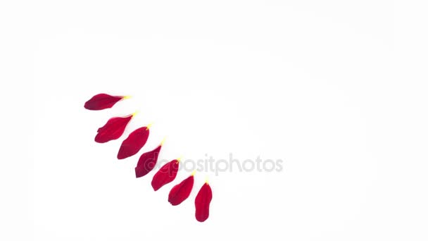 Coeur en forme de pétales de fleur rouge au ralenti 