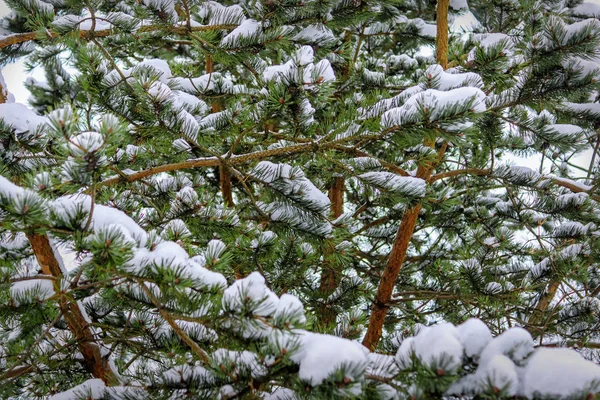 Kar Arka Plan Altında Ladin Ormanı Dallarında — Stok fotoğraf