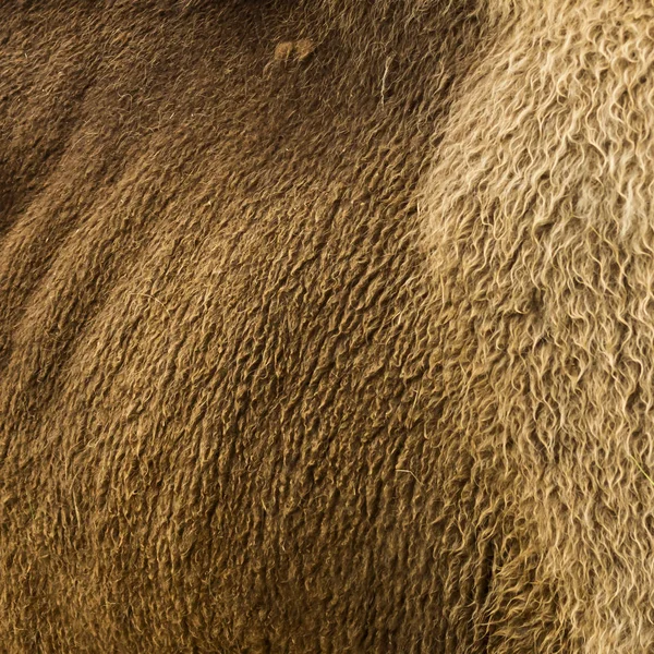 野生红牛毛皮的结构和背景 — 图库照片