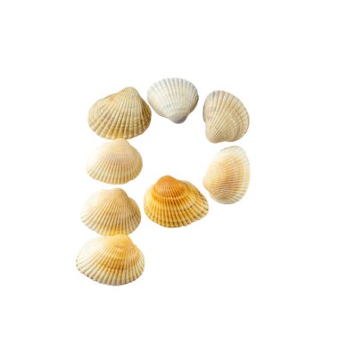 Deniz kabuklarından oluşan 