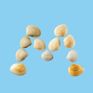 Deniz kabuklarından oluşan 