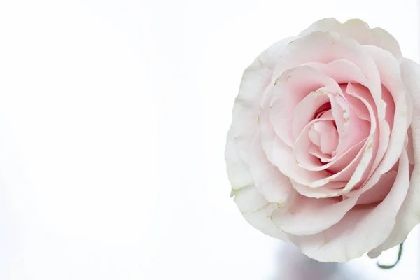 白色背景的淡红色玫瑰花 — 图库照片