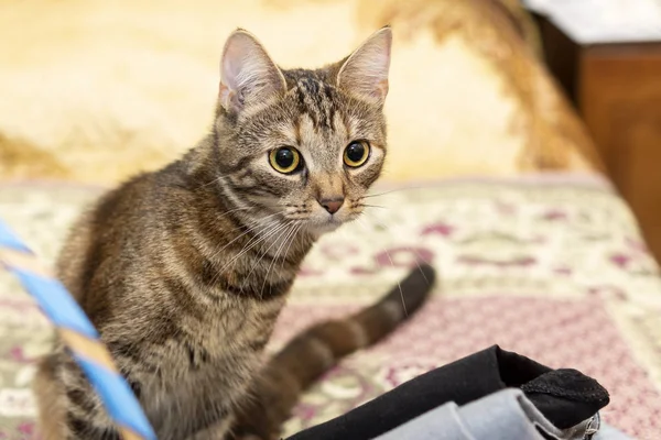 Sguardo Curioso Gattino Casa — Foto Stock