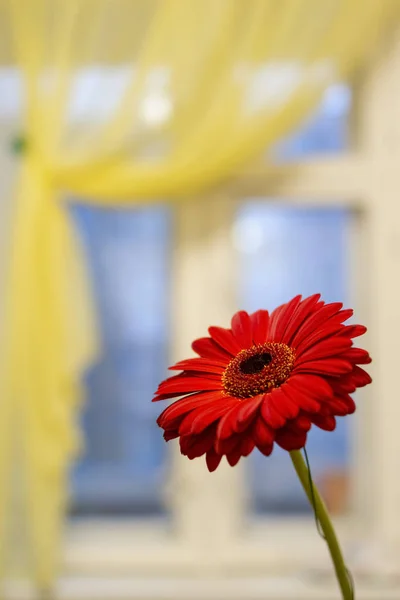 Flor Gerbera Vermelha Fundo Janela Com Cortinas Amarelas Formato Vertical — Fotografia de Stock