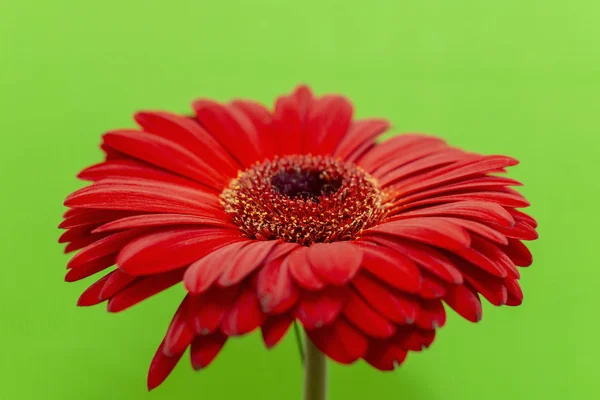 Fiore Gerbera Rosso Sfondo Verde — Foto Stock