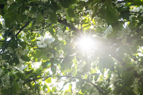 Bright sun gleamed through blooming apple tree foliage full of white flowers