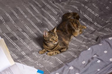 Kedi yavrusu evde, defterlerin yanında.