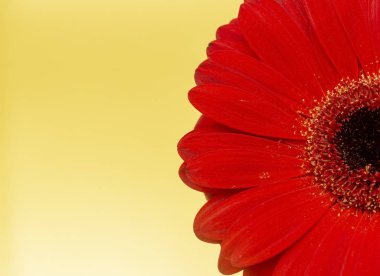 Sarı arka planda bir kırmızı gerbera çiçeği