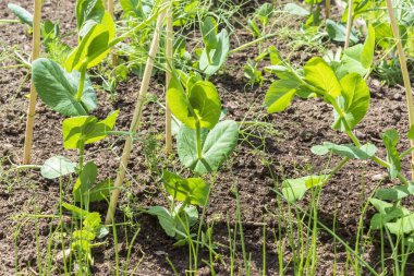 Çiftlik yatağında doğal bezelye filizleri yükselir.