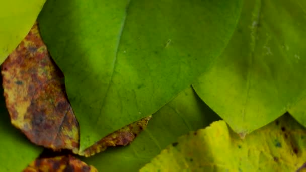 Motion Macro Background Autumn Tree Leaves — Stock Video