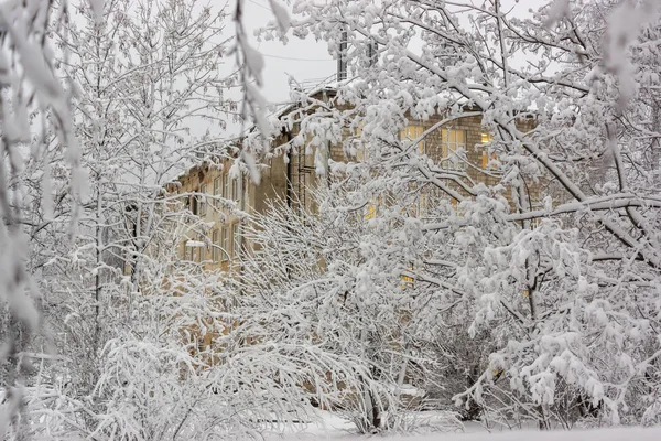 Światło Oknach Domu Przez Śnieżne Gałęzie Drzew Zimowy Poranek — Zdjęcie stockowe