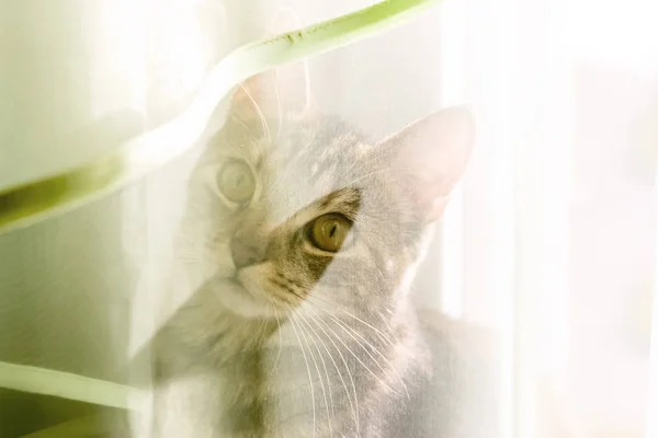 Gatinho Curioso Espreita Através Cortina Transparente Dia Ensolarado — Fotografia de Stock