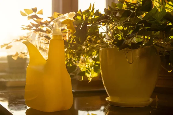 Water sprayer near potted plants in bright sunshine